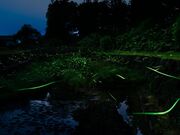 �a�����ӂ邳�ƌ����i�J����̔�����j�̎ʐ^3