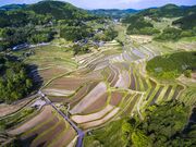 ���{�̒I�c�S�I�@�嚸�a���̒I�c�̎ʐ^2