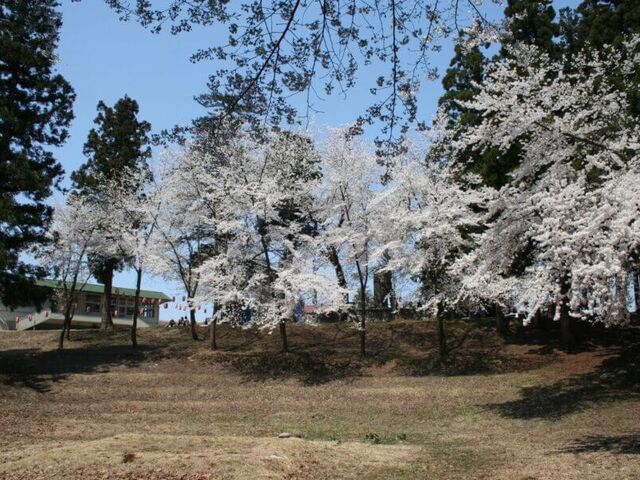 ���҃��������̍��̎ʐ^1