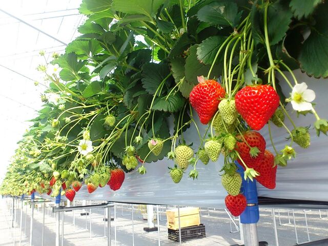 ���c���a�_���C�`�S���̎ʐ^1