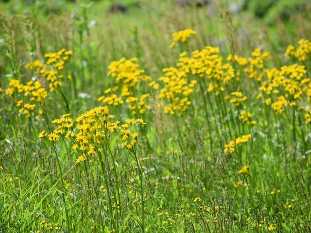 �ٓ��s�����L�����v��@�Ĉ�͐����