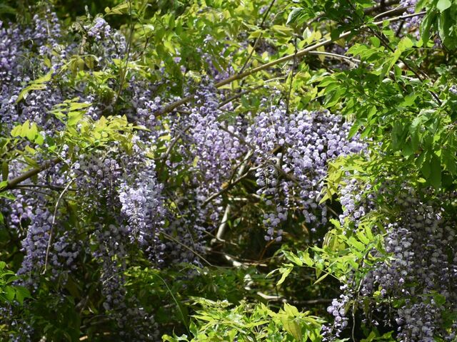 �ٓ��s�����L�����v��@�Ĉ�͐����