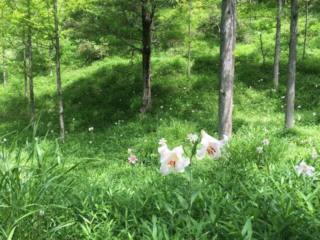 �݂����̐X