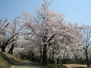 ���҃��������̍��̎ʐ^2