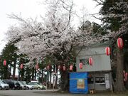 ���҃��������̍��̎ʐ^4