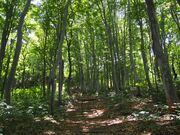 ����ǂ�s���̐X�̎ʐ^3