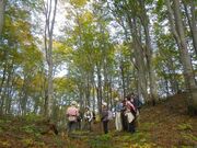 ����ǂ�s���̐X�̎ʐ^4