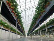 ���c���a�_���C�`�S���̎ʐ^2