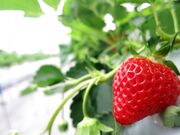 ���c���a�_���C�`�S���̎ʐ^4