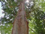 �z�K�Ђ̑吙�̎ʐ^2