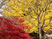 ���؂̑傢���傤�̎ʐ^2