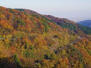 ɐRhCuEFC@H̍gt̎ʐ^3