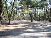 �ӂꂠ���̐X�L�����v��̎ʐ^1