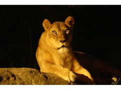 �V�����������@�i�C�gZOO�̎ʐ^1
