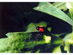 ���}���̐X���a���@�z�^���Ϗ܂̗[�ׂ̎ʐ^1