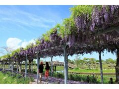 ������������߃p�[�N�@�ϓ���̎ʐ^1