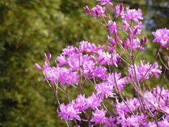 �����O�t���@�J�Ԃ̎ʐ^1