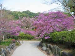 �V��n��̃q�J�Q�c�c�W�̎ʐ^1