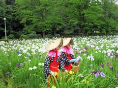 ���P�Y�����̃n�i�V���E�u�̎ʐ^1