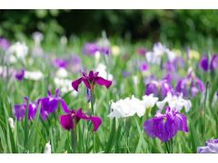 �����͂�N�I�[�h�̐X�̃n�i�V���E�u�̎ʐ^1