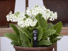 ���炵�̐A�������ʊ��u�`���̍����v�̎ʐ^1