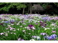 ���ΐ��y���u�ԏҊ����y���ށv�`���Ă̑喼�뉀���ʂ�D��Ȏ��`�̎ʐ^1