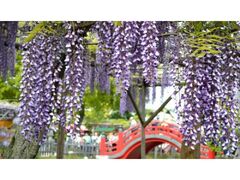 �T�˓V�_�Ё@���܂�̎ʐ^1