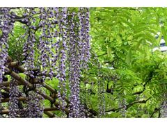 ���ŗ��{�����뉀�̃t�W�̎ʐ^1