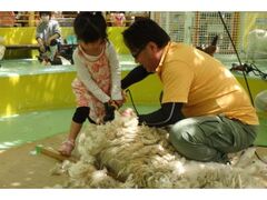 �q�c�W�̖ъ���V���[�̎ʐ^1