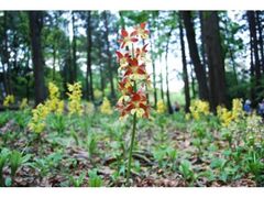 ���c��t�r�����l�G�ʂ̓m���тˉ��i���c���тˉ��j�@���т˂̊J�Ԃ̎ʐ^1