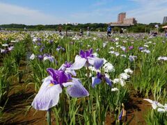 ����Ҋ����̃n�i�V���E�u�̎ʐ^1