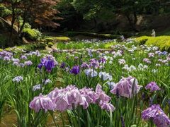 ���c��t�r�����l�G�ʂ̓m�@��t�r�̃n�i�V���E�u�̎ʐ^1