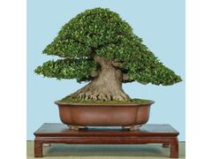 �����t�F�X�e�B�o���̎ʐ^1