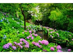 ���J���i���J�ω��j�̃A�W�T�C�̎ʐ^1