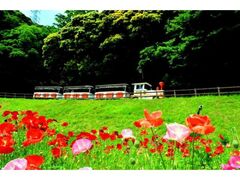 ����͂܉Ԃ̍��@�|�s�[�E�l���t�B���܂�̎ʐ^1