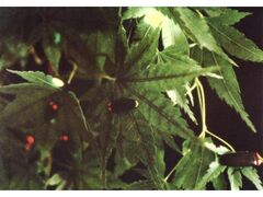 �ق���̉��̎ʐ^1