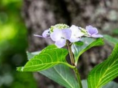 ���򎛂̃A�W�T�C�̎ʐ^1