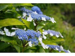 ��̐X�̃A�W�T�C�̎ʐ^1