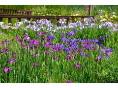 ��̐X�@�V���E�u�c�̃n�i�V���E�u�̎ʐ^1