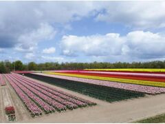 �ٓ��s�`���[���b�v�t�F�X�e�B�o���̎ʐ^1