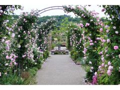 ����̂΂�܂�̎ʐ^1