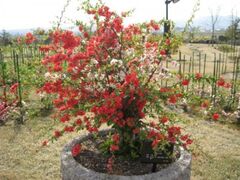 ���{�{�P�����܂�̎ʐ^1