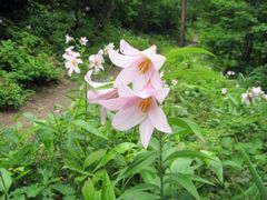 �z��O���E����q���T�����Ղ�̎ʐ^1