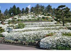 ���؎R���˂������̃c�c�W�̎ʐ^1