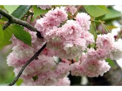 �~�쎛�̎쐔�|�U�N���̎ʐ^1