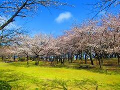 �����슃�����@���r�E���؁@���n��̍��̎ʐ^1