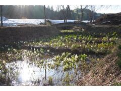 ������΂��傤�����̃~�Y�o�V���E�̎ʐ^1