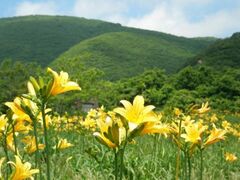 ���T�̃g�r�V�}�J���]�E�̎ʐ^1