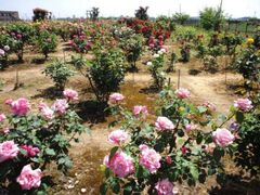 �����΂牀�@�o���̊J�Ԃ̎ʐ^1