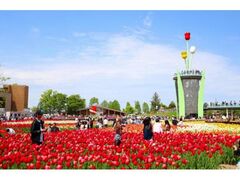 2026�ƂȂ݃`���[���b�v�t�F�A�̎ʐ^1